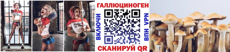 где найти   Заволжск  Галлюциногенные грибы Psilocybe 